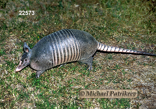 Nine-banded Armadillo (Dasypus novemcinctus)
